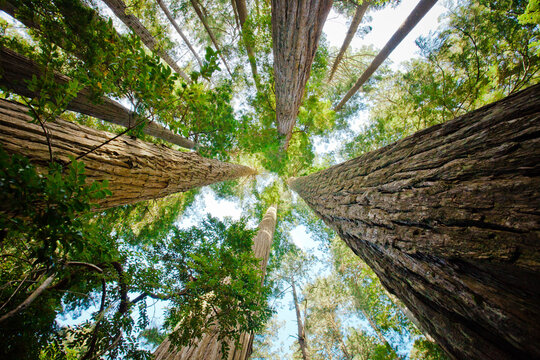 Vertical view of lush old growth forest canopy, Redwoods