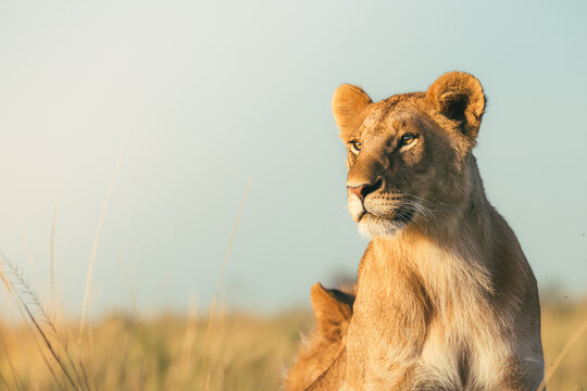 Lioness looking into the distance in warm savanna light