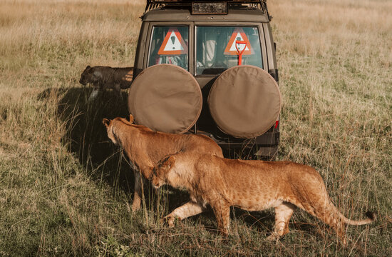 Lions walking beside a safari vehicle in African grassland