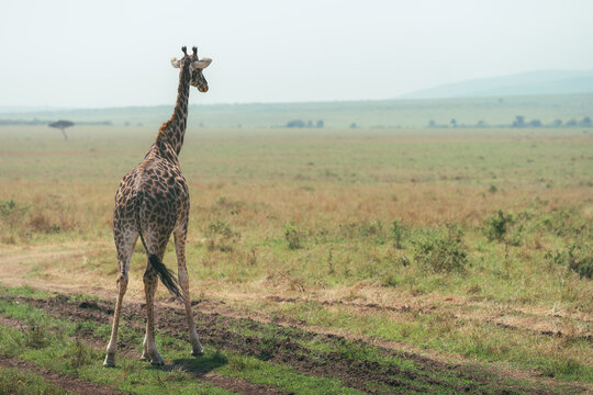 Solitary giraffe looking back across open African savanna