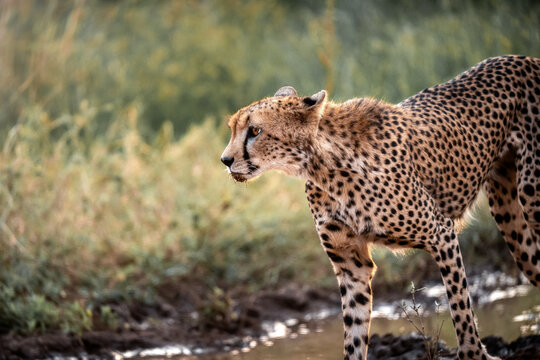 Cheetah walking beside shallow water in African savanna