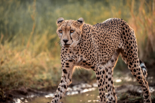 Cheetah walking toward the camera through savanna grassland