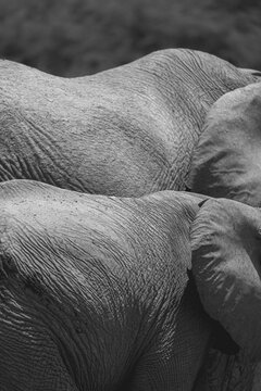 Close-up of two elephants showing wrinkled skin texture