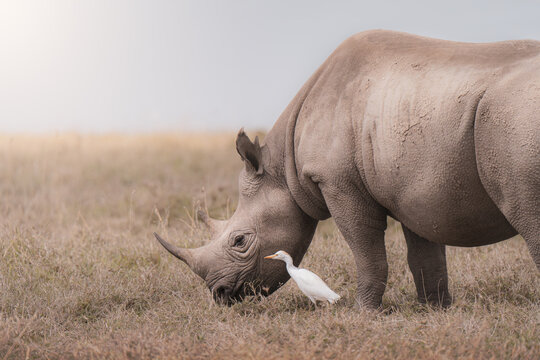 White rhinoceros grazing beside a western cattle-egret