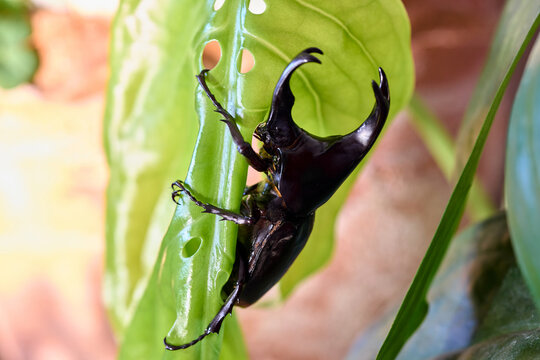 Rhinoceros beetle on a green leaf in natural light