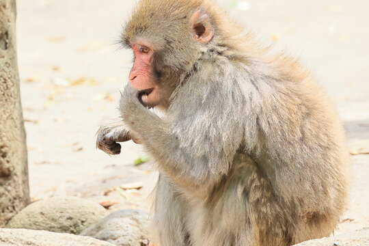 サル