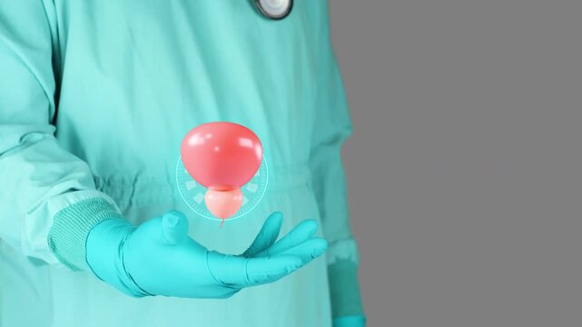 Doctor in green uniform presents the prostate and bladder in 3D. Men's health concept, preventive urology, prevention and awareness of prostate-specific antigen (PSA) and prostatitis. Isolated.