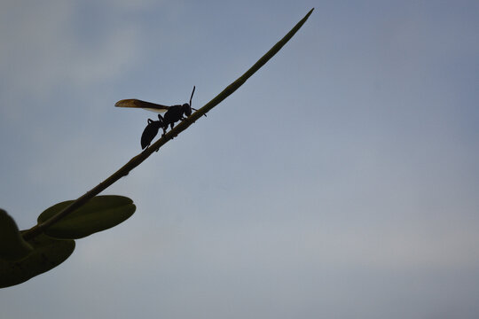 A large insect perched on the trunk of a pigeon orchid tree