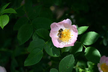 Bee collecting nectar from wild rose flower, pollination concept. © Veronika
