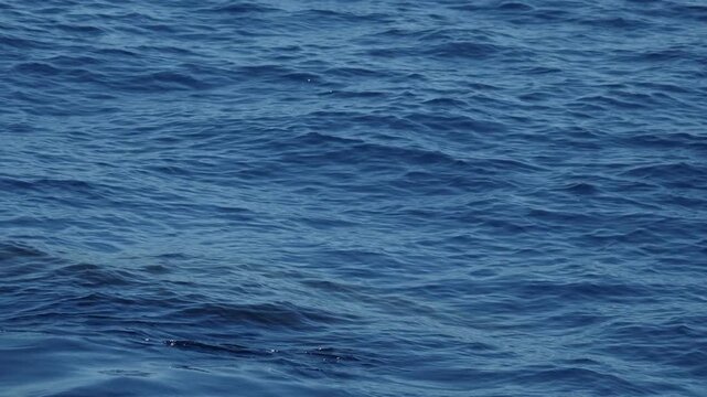 Juvenile Cuvier Beaked whales Ziphius Cavirostris breathing on sea surface