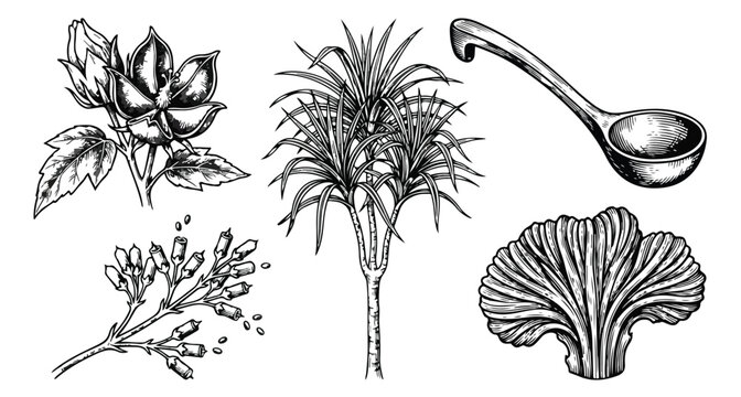 Vintage botanical sketches set, hand drawn cotton flower and tropical palm tree vector, antique engraved ginkgo leaf and wooden ladle illustrations