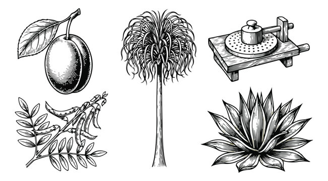 Vintage botanical engraving set, hand drawn olive and agave plant illustrations, traditional oil press and palm tree vector sketches