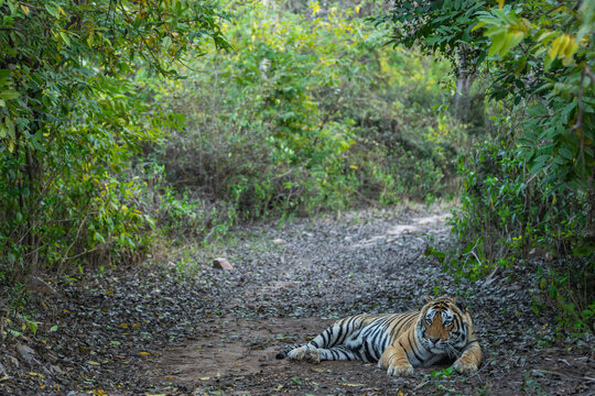 Male Bengal Tiger Resting on Forest Road at Ranthambore National Park
