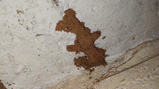 Subterranean termite mud tube nest near infested dry wood window or wall. Drywood exterior with termites damage holes and crack closeup view.
