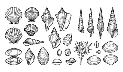Hand Drawn Seashell and Coral Sketch Vector Collection Set © Crafts Home