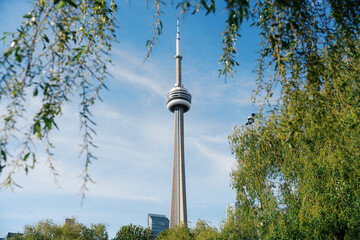 Obraz premium Toronto, Canada - May 26, 2026: CN Tower framed by green willow branches and blue sky
