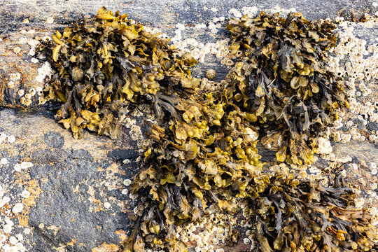 Bladderwrack on rocky rock with algae and shells