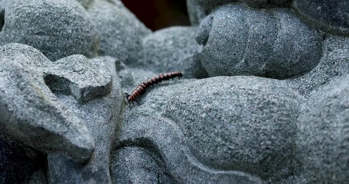 Red and Black Millipede Crawling on Gray Stone Sculpture