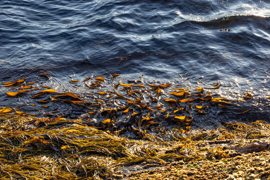 Bladderwrack on rocky rock with algae and shells