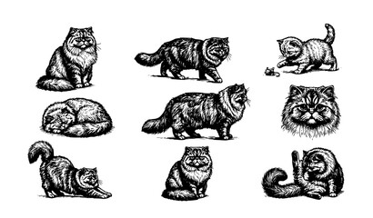 Black and white Persian cat engraving set featuring ornate vintage etching drawings of fluffy domestic felines © Emdadul