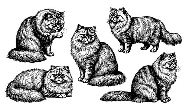 Hand drawn Persian cat etching illustrations with detailed fur textures and antique engraving style animal collection