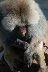 Obraz premium Baboon Portrait Zoo Animal Closeup. A hamadryas baboon stares intensely at the camera, its long, gray fur and prominent snout visible.