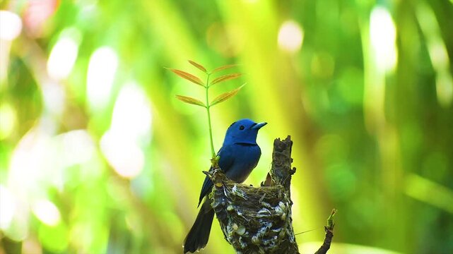 Two Black-naped Monarch or, Hypothymis azurea male and female are feeding their new born chicks from mouth to mouth in the nest on top of a branch in a jungle.