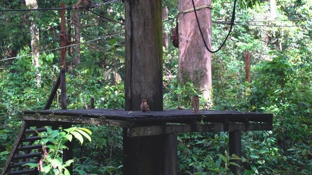 Fascinating footage of monkeys socialising and going about their natural behaviour at a primate sanctuary in Sandakan, Sabah &mdash; a memorable wildlife moment in the heart of Borneo.