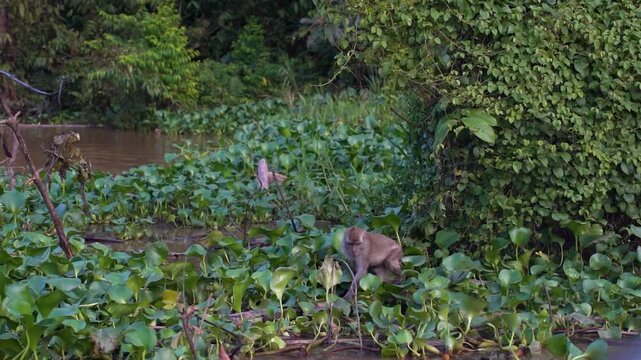 Fascinating footage of a long-tailed macaque foraging for food among the lush vegetation along the banks of the Kinabatangan River &mdash; a wonderful wildlife moment in the heart of Borneo, Sabah, Malaysia