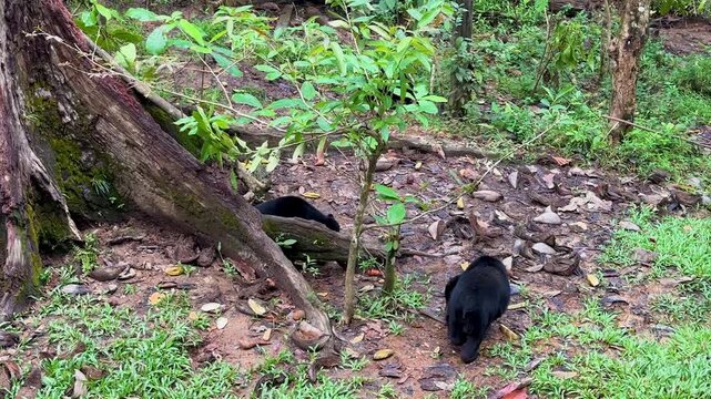 Captivating footage looking down into the enclosure as sun bears forage and feed at the renowned Bornean Sun Bear Conservation Centre in Sandakan, Sabah, Borneo.