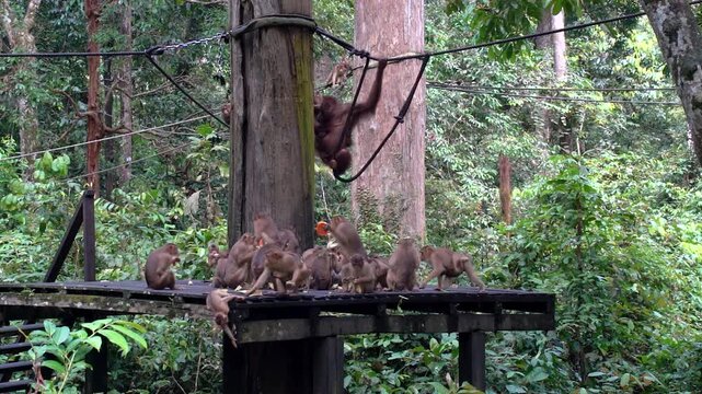 Fascinating footage of feeding time at a primate sanctuary in Sandakan, Sabah &mdash; a captivating glimpse into the daily care of tropical monkeys in the heart of Borneo.