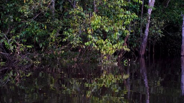 Breathtaking footage of a perfect mirror reflection on the glassy surface of the Kinabatangan River, captured while cruising through the dense rainforest of Sabah, Borneo &mdash; a truly mesmerising natural