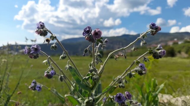 Honey bee flying around purple wildflowers in a breezy field