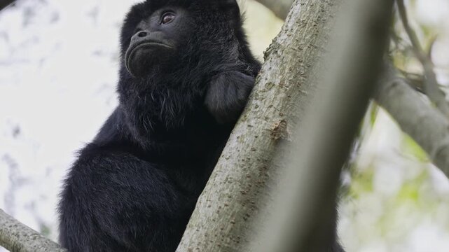 A black howler monkey rests on a tree branch, gazing into the distance. Ideal for wildlife documentaries and educational content.