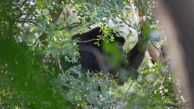 A black howler monkey is seen resting amidst lush green leaves in a forest setting. Ideal for wildlife documentaries or educational content.