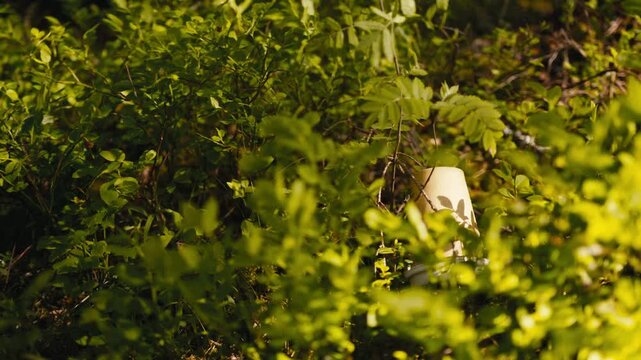 Bright sunlight illuminates dense greenery with a hidden paper cup in the Norwegian woods. Useful for environmental awareness or nature-themed projects.