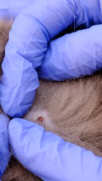 tick on a cat. Selective focus.