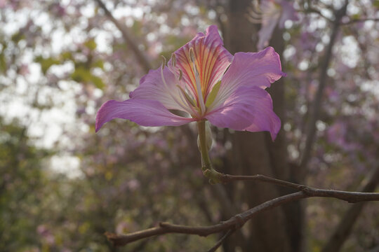 Beautiful pink bauhinia variegata flower in full bloom during spring season.