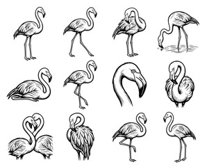 Obraz premium Flamingos set illustration. Vintage black ink line art. Tropical bird nature collection. For t-shirt print and apparel. Suitable for stickers and logos.