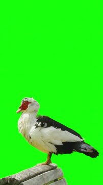 Muscovy duck standing on wooden perch with green screen background