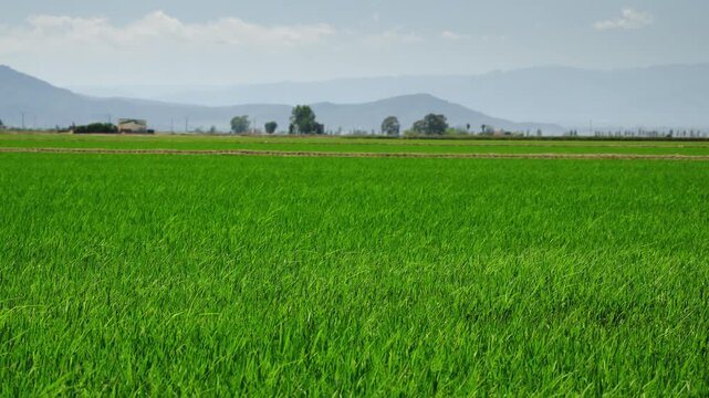Rice field with lush green young rice plants and distant mountains in Ebro Delta, Spain