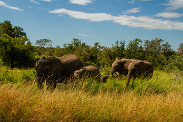 Obraz premium Elephants in the Paul Kruger National Park