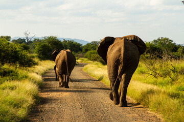 Obraz premium Elephants in the Paul Kruger National Park