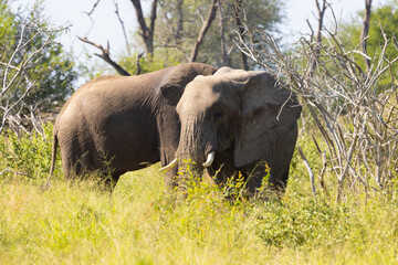 Fototapeta premium Elephants in the Paul Kruger National Park
