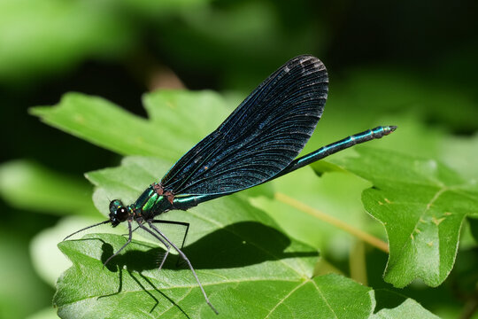 Closeup on a male Beautiful Demoiselle damselfly, Calopteryx virgo perched on a green leaf