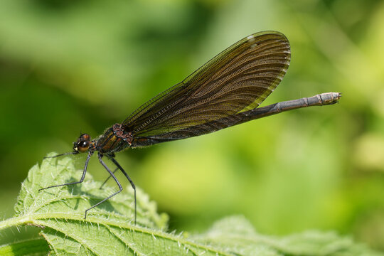 Closeup on a Beautiful Demoiselle damselfly, Calopteryx virgo perched on a green leaf