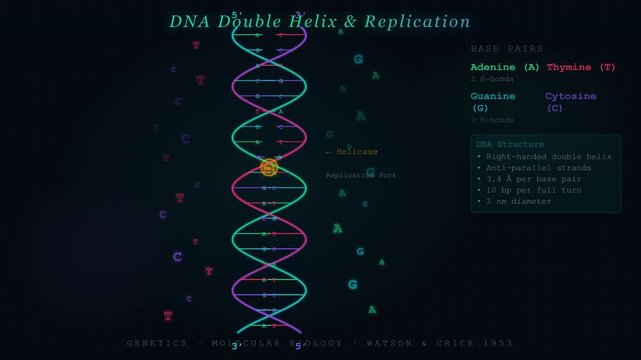 DNA Double Helix Replication Animation Showing Nucleotide Base Pairing and Genetic Code Structure
