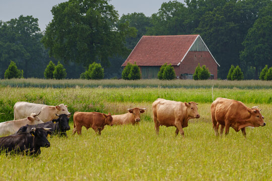Fr&uuml;hsommer im westlichen M&uuml;nsterland