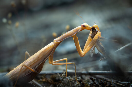 Macro shot of a brown praying mantis eating captured grasshopper prey