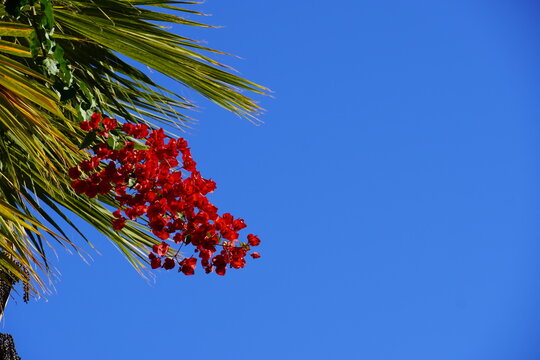 Red bougainvillea flowers, against a blue sky, in Glyfada, Greece